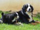 Tr&egrave;s Beaux chiots Bouvier Bernois Pure Race