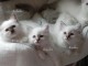 Chatons Sacr&eacute; de Birmanie Pure Race 
