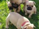  A DONNER Chiot Bouledogue Fran&ccedil;ais