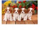 A DONNER: Chiot cavalier king charles &Agrave; donner