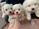 Adorables b&eacute;b&eacute;s bichons maltais 