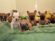 Chiots bouledogue fran&ccedil;ais &agrave; adopter