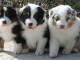 Adorable port&eacute;e des chiots Berger Australien 