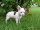 Adorables chiots Chihuahua LOF