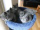  Chatons Chartreux m&acirc;les et femelle