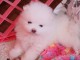 Chiot type pomeranien teacup &agrave; donner