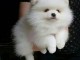Chiot type pomeranien teacup &agrave; donner