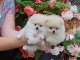 Chiot type pomeranien teacup &agrave; donner