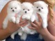 Chiot type pomeranien teacup &agrave; donner
