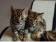 Chatons Bengale &agrave; donner