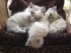 Chatons Sacr&eacute; De Birmanie sont  disponibles en Don