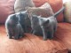 Adorable Chatons Chartreux &agrave; donner