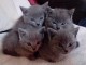 Adorable Chatons Chartreux &agrave; donner