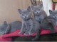Adorable Chatons Chartreux &agrave; donner
