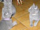 Adorable Chatons Chartreux &agrave; donner