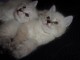 Chatons Siberien &agrave; donner pour adoption