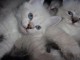 Chatons Siberien &agrave; donner pour adoption