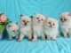 Chatons Siberien &agrave; donner pour adoption
