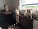Chatons Siberien &agrave; donner pour adoption