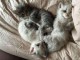 Chatons Siberien &agrave; donner pour adoption