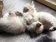 Chatons Siberien &agrave; donner pour adoption