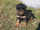 Jolie port&eacute;e de chiots  rottweiler