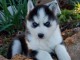 Superbe chiots Husky Sib&eacute;rien a donner 1 femelle et 2 m&acirc;les