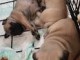chiots bouledogues francais 