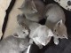 Chatons type Bleu Russe Disonible &agrave; donner