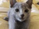 Chatons type Bleu Russe Disonible &agrave; donner