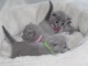 Chatons type Bleu Russe Disonible &agrave; donner