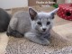 Chatons type Bleu Russe Disonible &agrave; donner