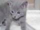Chatons type Bleu Russe Disonible &agrave; donner