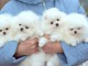 Disponible bb magnifique chiot Pom&eacute;ranien