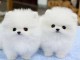 Disponible bb magnifique chiot Pom&eacute;ranien