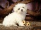 Chiot Bichon Maltais &agrave; donner
