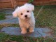 Chiot Bichon Maltais &agrave; donner