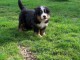 Chiots Bouviers Bernois &agrave; donner