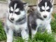 Donne chiots husky sib&eacute;rien 