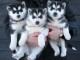 Donne chiots husky sib&eacute;rien