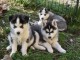 Donne chiots husky sib&eacute;rien