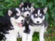 Donne chiots husky sib&eacute;rien