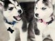 Donne chiots husky sib&eacute;rien