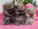 Magnifiques Chiots Spitz Nain Pom&eacute;ranien Pure Race