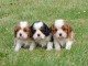 Adorables Chiots Cavalier King Charles Pure Race