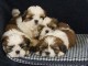 Tr&egrave;s Beaux Chiots Shih Tzu Pure Race disponibles tout de suite