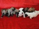 Magnifiques Chiots Bouledogues Fran&ccedil;ais Pure Race