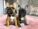 chiots BOULEDOGUE FRAN&Ccedil;AIS 