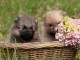 Magnifiques Chiots Spitz Nain Pom&eacute;ranien Pure Race