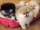 Magnifiques Chiots Spitz Nain Pom&eacute;ranien Pure Race